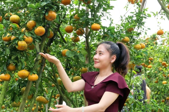 Vườn quýt chín vàng rực rỡ hút khách tham quan ở Cần Thơ