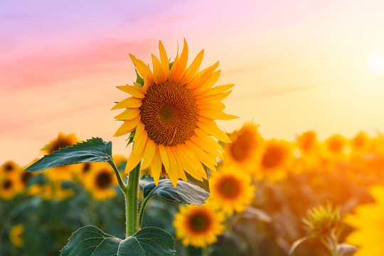 Tử vi thứ 6 ngày 23/1/2026 của 12 con giáp: Sửu đỏ vận, Ngọ gặp rắc rối