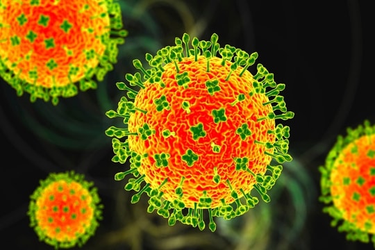 Bộ Y tế cảnh báo virus Nipah: Không ăn trái cây bị dơi, chim cắn