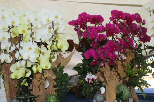 Hà Tĩnh: Ngắm lan hồ điệp 'ôm' gỗ lũa chào khách dịp Tết Bính Ngọ