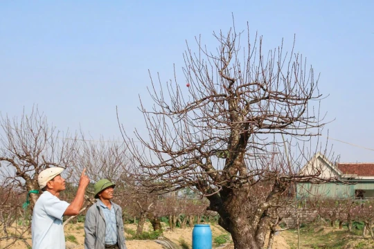 Cho thuê đào cổ thụ, nghề hái ra tiền của lão nông xứ Nghệ
