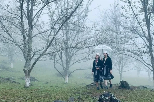 Khi núi rừng 'khoác áo trắng' mùa hoa lê