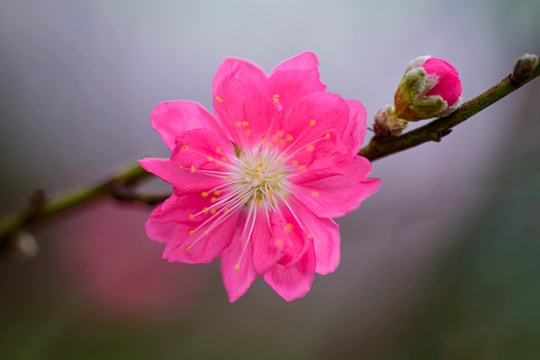 Tử vi tuần mới từ 2-8/2/2026 của 12 con giáp: Tý ham vui, Thìn ở hiền gặp lành