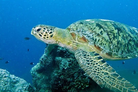 Những bước tiến ấn tượng của khoa học: Từ chỉnh sửa gen đến năng lượng sạch