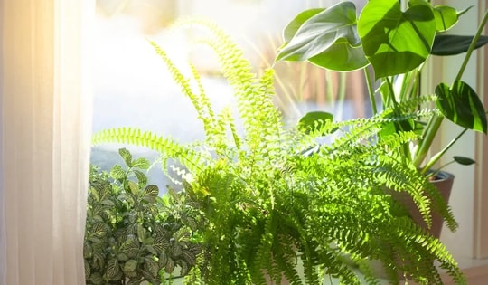 3 loại cây không nên đặt trong nhà vào năm Bính Ngọ