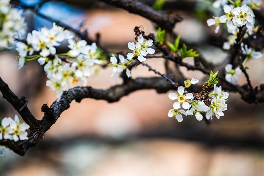 Tử vi thứ 4 ngày 4/2/2026 của 12 con giáp: Mão áp lực, Thìn may mắn