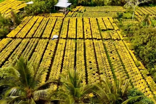 Người dân Vĩnh Long vận chuyển hoa, kiểng Tết không cần xin giấy xác nhận