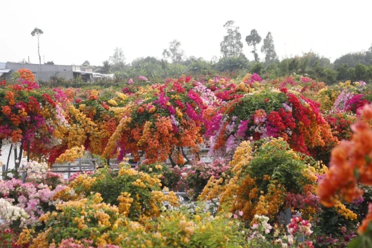 Làng hoa giấy Tân Dương rực rỡ sắc xuân, sẵn sàng cho mùa Tết