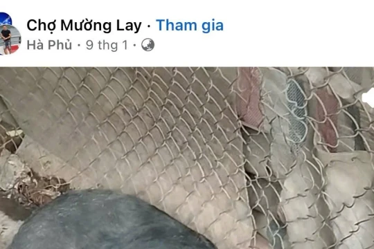 Bài 2: 'Hà Phủ' - mắt xích trung chuyển lợn bệnh rời Tây Bắc