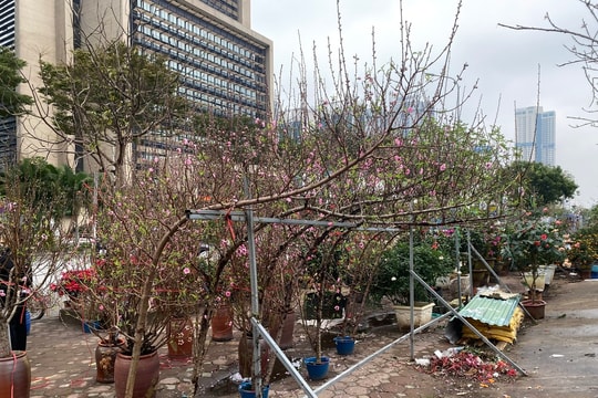 Giá đào Tết giảm sâu, khách vẫn thưa thớt, người bán “ngồi trên lửa”