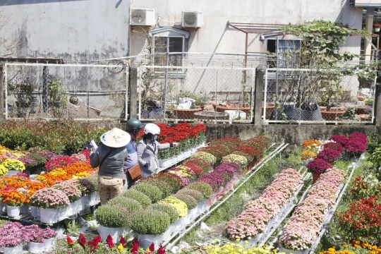 Hoa Tết xuất giàn, nhà vườn trồng hoa Sa Đéc phấn khởi