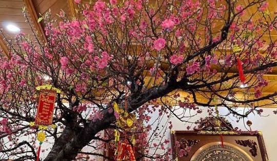 Tết Ngựa 2026: 3 cây nên đặt trong nhà để vạn sự hanh thông, tài lộc không cầu mà tự đắc