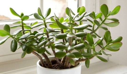 3 loại cây 'giữ của', 'hút' tài lộc nên trồng trong năm Bính Ngọ