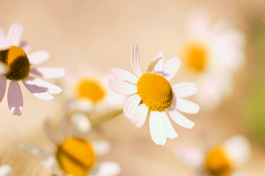 Tử vi thứ 6 ngày 13/2/2026 của 12 con giáp: 26 Tết Tị rủng rỉnh, Dậu bất ổn