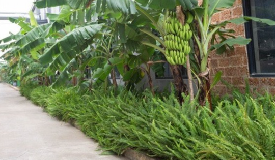 3 loại cây nên tránh trồng trước nhà năm Bính Ngọ