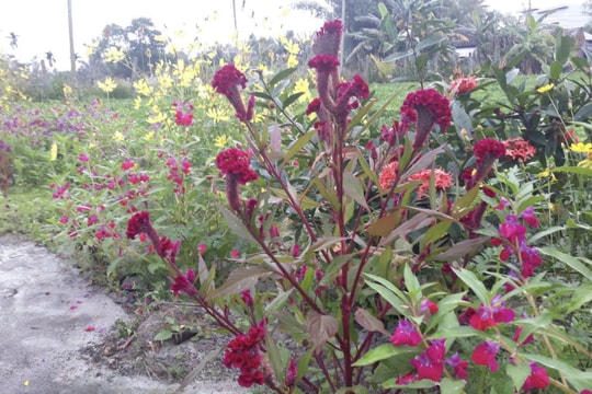 Tết quê thời nay khác gì ngày xưa?