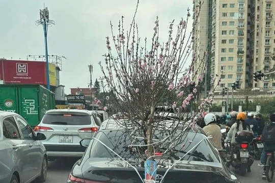 Buộc cành đào che khuất biển số, tài xế xe biển xanh bị phạt 23 triệu đồng