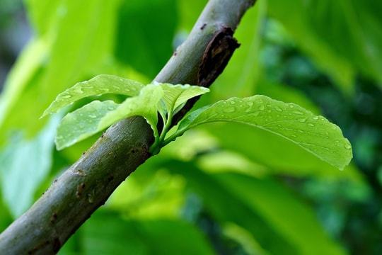 Tử vi thứ 5 ngày 19/2/2026 của 12 con giáp: Mùng 3 Tết Sửu như ý, Thìn ăn lộc lớn