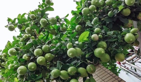 4 loại cây nên trồng tại ban công trong năm Bính Ngọ tăng vượng khí, giúp trường thọ