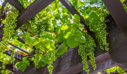 3 loại cây nên trồng trước cổng nhà năm Bính Ngọ để đón tài lộc, vượng khí