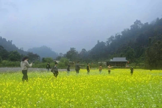 Hoa cải Bản Bung nhuộm vàng sườn đồi, thung lũng níu chân du khách