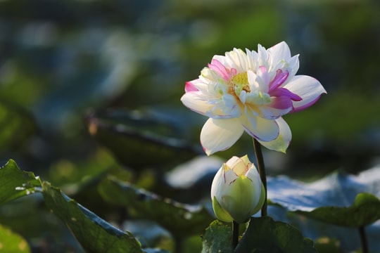 Tử vi thứ 4 ngày 25/2/2026 của 12 con giáp: Mão may mắn, Tý vất vả