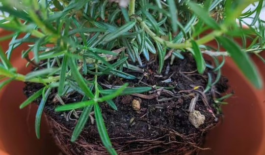 Sai lầm khi trồng cây trong chậu khiến cây nhanh chết: Người mới rất dễ mắc phải