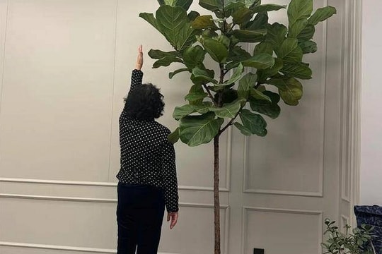 Người xưa dặn "Cây âm không vào nhà, cây dương không trồng mộ": Nghe thì tâm linh nhưng sự thật lại vô cùng khoa học!