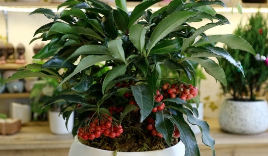 5 loại cây nên trồng trong nhà vào ngày vía Thần Tài