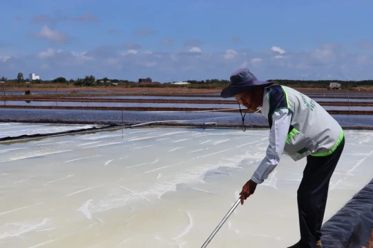 Mưa trái mùa ở Cà Mau gây thiệt hại hơn 1.200ha muối