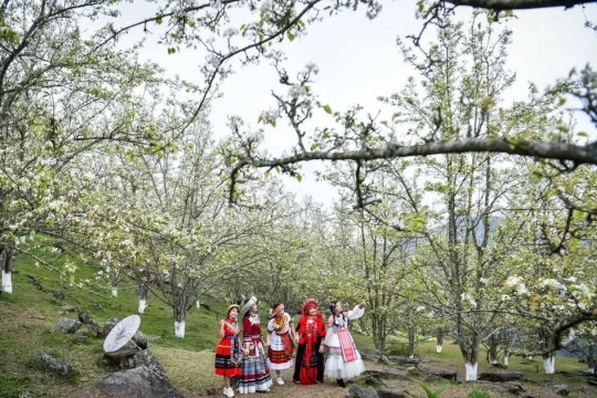 Lễ hội Hoa lê Hồng Thái lan tỏa giá trị văn hóa vùng cao