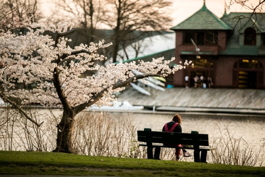 Sinh viên Harvard hụt hẫng vì 'vùng xám' trợ cấp