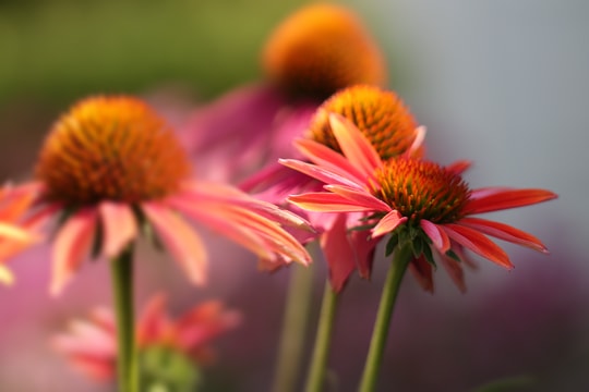 Tử vi tuần mới từ 2-8/3/2026 của 12 con giáp: Mão lanh lợi, Tý cực bận