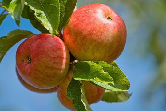 Tử vi thứ 4 ngày 4/3/2026 của 12 con giáp: Tị rạng rỡ, Sửu thoải mái