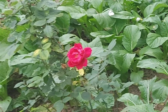 Café ngày mới: Cội nguồn của niềm yêu sống