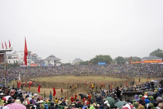 Khai mạc Lễ hội chọi trâu cổ nhất Việt Nam