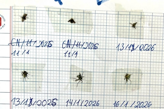 Cô giáo “đứng hình" phát hiện bộ sưu tập muỗi trong vở học sinh