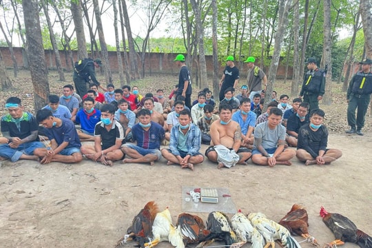 Khởi tố 22 người tham gia cá cược trong sới gà bịp ở TPHCM