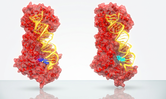 Thầy trò Việt giải mã 'bí ẩn' sinh học 20 năm trên Nature