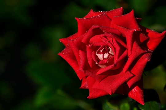 Tử vi thứ 4 ngày 11/3/2026 của 12 con giáp: Tị lộc lá, Dậu mở lòng