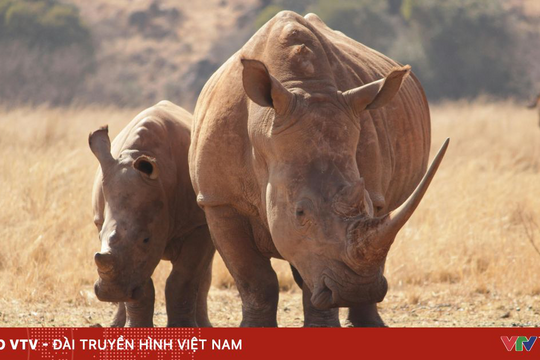 Từ vụ Chu Đăng Khoa bị bắt: Buôn bán động vật hoang dã bị xử lý thế nào?