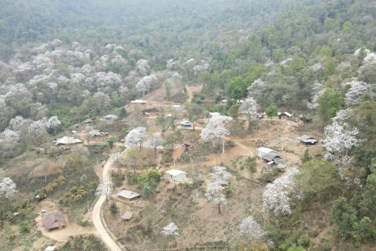 Hoa ban và mạch nguồn văn hóa Điện Biên