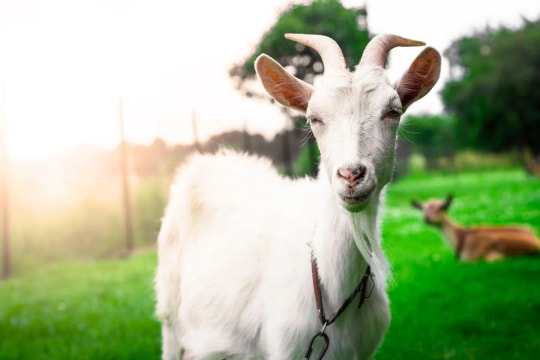 3 con giáp có “nhân duyên” với bất động sản, mua đất là lời