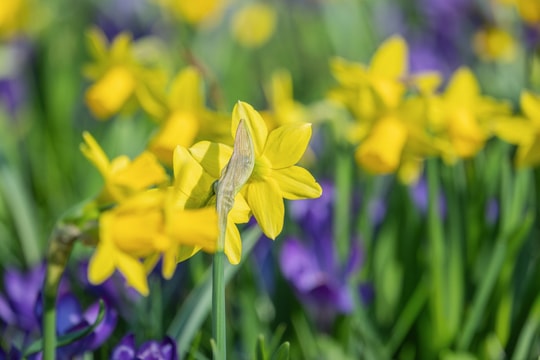 Tử vi Chủ nhật ngày 22/3/2026 của 12 con giáp: Ngọ số hưởng, Mùi tháo vát