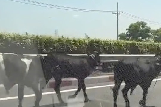 Đã rõ lý do vì sao 4 con bò đi vào được cao tốc TPHCM - Long Thành