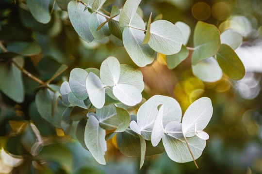 9 loại cây đuổi muỗi nên trồng ngay trong nhà vào mùa hè này