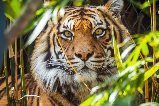 3 con giáp bứt phá ngoạn mục, rủng rỉnh tài lộc trong tháng 4/2026