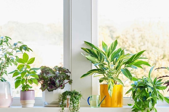 Mẹo chọn cây cảnh theo hướng cửa sổ: Đặt đúng cây đón đúng nắng