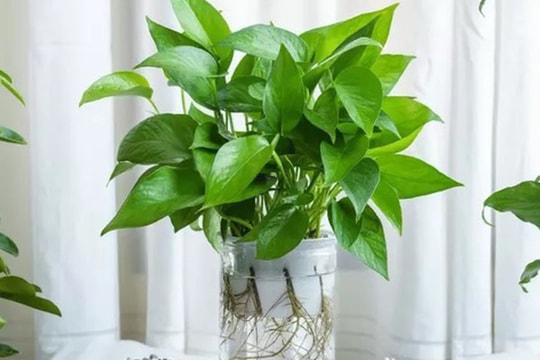 3 loại cây giúp tâm trạng tốt lên từng ngày: Biết trồng còn khỏe “toàn thân”