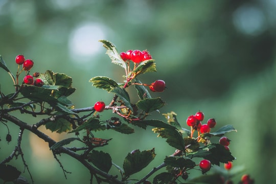 Tử vi tuần mới từ 30/3-5/4/2026 của 12 con giáp: Tý mê muội, Thìn số hên